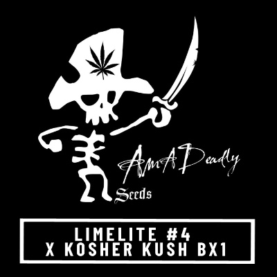 Limelite #4 x Kosher Kush BX1