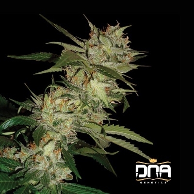 Sleestack x Skunk (aka SleeSkunk)