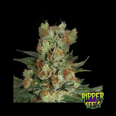 Fuel OG