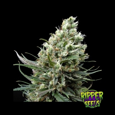 Ripper Haze