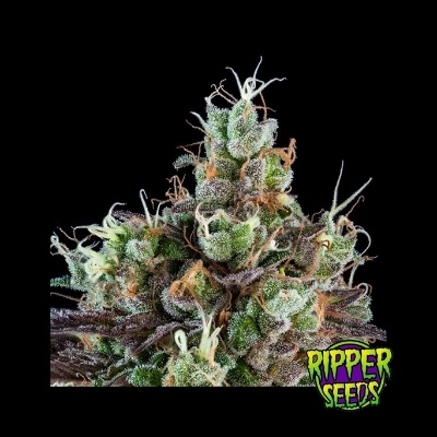 Sour Ripper