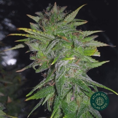 Gelato 41