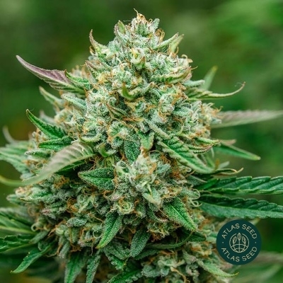Froot by the Foot Auto