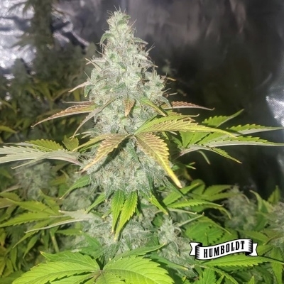 Chunkadelic Auto