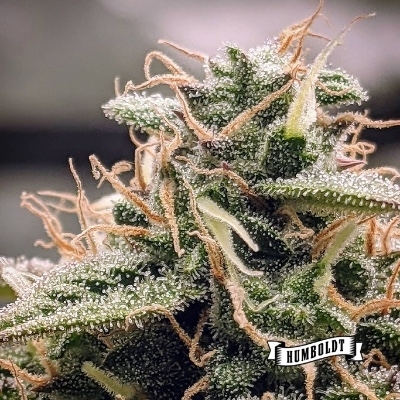 Magic Melon Auto