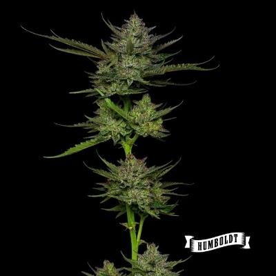 Sour Apple Auto