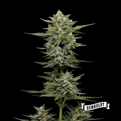 Vanilla Latte Auto
