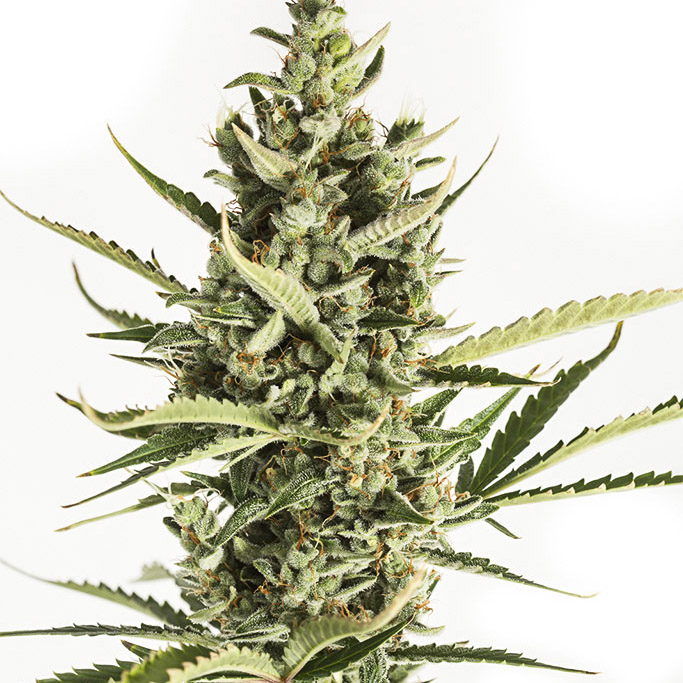 Northern Lights Auto Fem Marijuana Sa