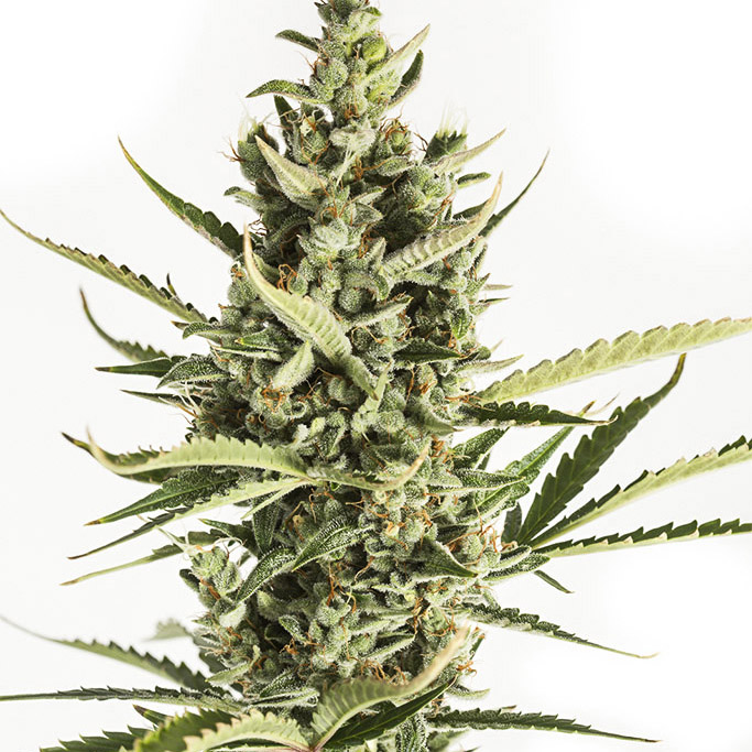 Most reliable seed bank to find balanced autoflower plant weed