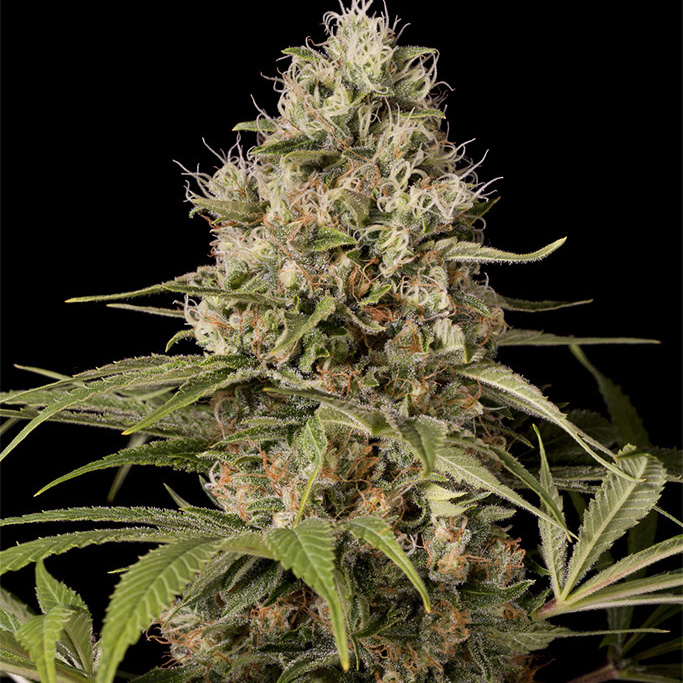 Сатива. White Widow или Skunk. Super Skunk Бонг. Утиная лапа сорт канабиса. Сорт понравиться