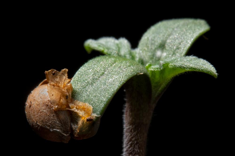 cannabis-seedling-germinating