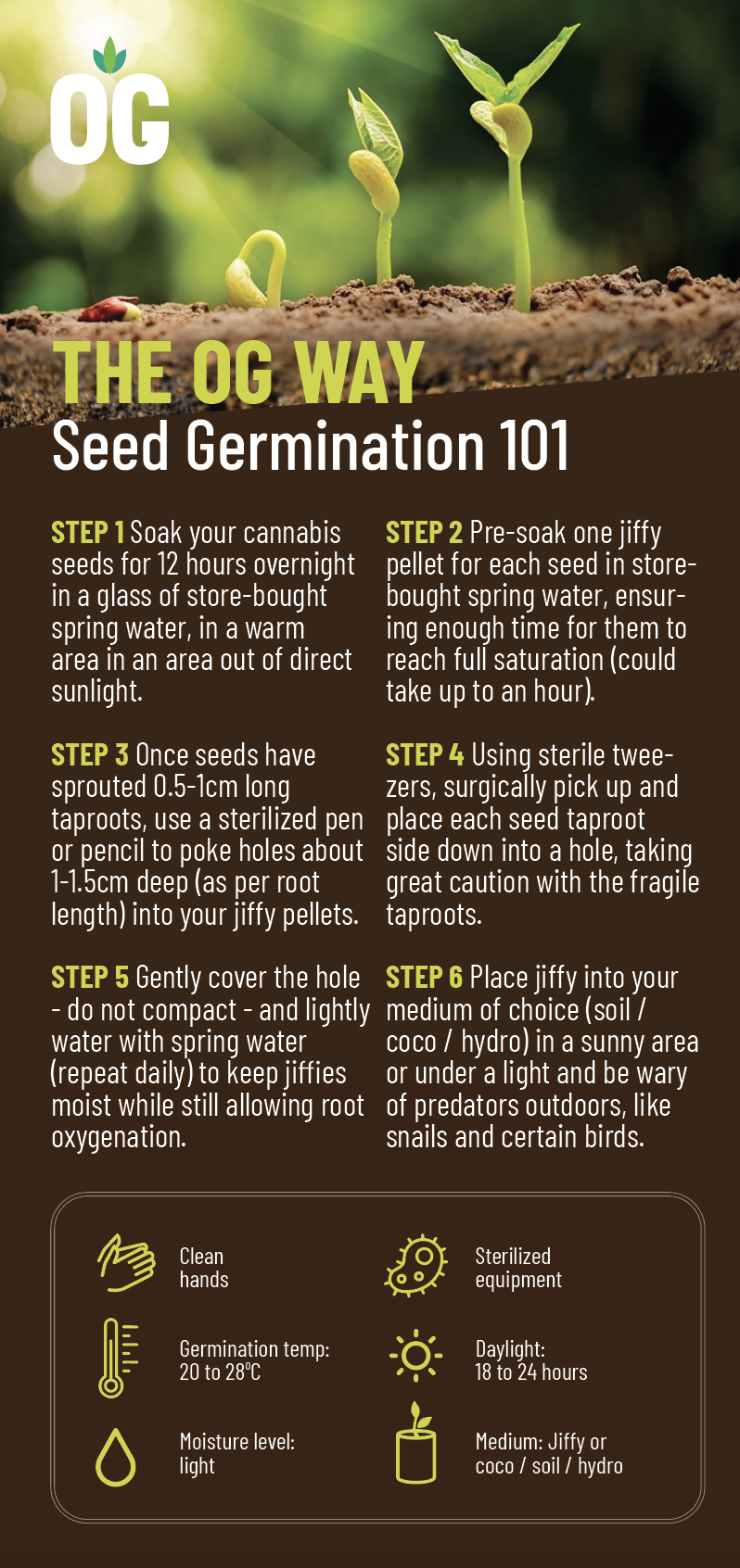 Infographic depicting 6 steps to successful cannabis seed germination.