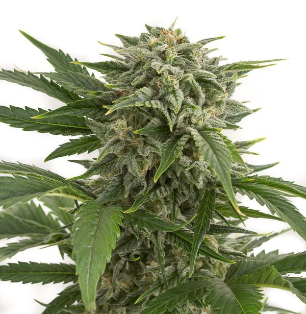 Bubba Kush Autoflowering cannabis seeds