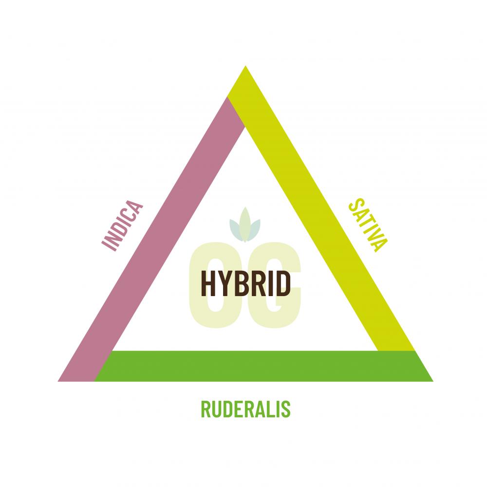 Indica, sativa, ruderalis and hybrid strains